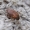 Smirnovo kailiagraužis - Attagenus smirnovi | Fotografijos autorius : Romas Ferenca | © Macronature.eu | Macro photography web site
