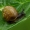 Lapinė krūmsraigė - Fruticicola fruticum  | Fotografijos autorius : Gintautas Steiblys | © Macrogamta.lt | Šis tinklapis priklauso bendruomenei kuri domisi makro fotografija ir fotografuoja gyvąjį makro pasaulį.