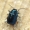 Blue Pot Beetle - Cryptocephalus parvulus | Fotografijos autorius : Vidas Brazauskas | © Macronature.eu | Macro photography web site