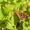 Rudmargė hesperija (Carterocephalus palaemon) | Fotografijos autorius : Aleksandras Naryškin | © Macronature.eu | Macro photography web site