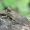 Cikadėlė - Ledra aurita | Fotografijos autorius : Romas Ferenca | © Macrogamta.lt | Šis tinklapis priklauso bendruomenei kuri domisi makro fotografija ir fotografuoja gyvąjį makro pasaulį.