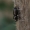 Cilindriškasis elniavabalis - Sinodendron cylindricum | Fotografijos autorius : Giedrius Markevičius | © Macrogamta.lt | Šis tinklapis priklauso bendruomenei kuri domisi makro fotografija ir fotografuoja gyvąjį makro pasaulį.