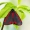 Raudonsparnė meškutė - Tyria jacobaeae | Fotografijos autorius : Vaida Paznekaitė | © Macronature.eu | Macro photography web site