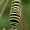 Machaonas - Papilio machaon, vikšras | Fotografijos autorius : Gintautas Steiblys | © Macronature.eu | Macro photography web site