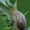 Didžioji gintarė - Succinea putris su parazitu Leucochloridium paradoxum  | Fotografijos autorius : Gintautas Steiblys | © Macronature.eu | Macro photography web site