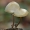 Rožialakštė šalmabudė - Mycena galericulata | Fotografijos autorius : Gintautas Steiblys | © Macronature.eu | Macro photography web site