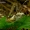 Paprastasis šienpjovys - Phalangium opilio | Fotografijos autorius : Romas Ferenca | © Macronature.eu | Macro photography web site