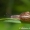Lapinė krūmsraigė - Fruticicola fruticum | Fotografijos autorius : Aleksandras Naryškin | © Macronature.eu | Macro photography web site