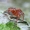 Paprastasis kryžiuotis - Araneus diadematus | Fotografijos autorius : Romas Ferenca | © Macrogamta.lt | Šis tinklapis priklauso bendruomenei kuri domisi makro fotografija ir fotografuoja gyvąjį makro pasaulį.