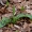 Aukštoji gegūnė - Dactylorhiza fuchsii | Fotografijos autorius : Romas Ferenca | © Macrogamta.lt | Šis tinklapis priklauso bendruomenei kuri domisi makro fotografija ir fotografuoja gyvąjį makro pasaulį.