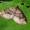Rūdžiajuostė cidarija - Xanthorhoe ferrugata | Fotografijos autorius : Nomeda Vėlavičienė | © Macronature.eu | Macro photography web site