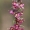 Tamsialapis skiautalūpis - Epipactis atrorubens | Fotografijos autorius : Agnė Našlėnienė | © Macronature.eu | Macro photography web site