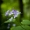 Daugiametė blizgė  (Lunaria rediviva)  | Fotografijos autorius : Saulius Drazdauskas | © Macrogamta.lt | Šis tinklapis priklauso bendruomenei kuri domisi makro fotografija ir fotografuoja gyvąjį makro pasaulį.