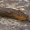 Arionas - Arion flagellus  | Fotografijos autorius : Gintautas Steiblys | © Macrogamta.lt | Šis tinklapis priklauso bendruomenei kuri domisi makro fotografija ir fotografuoja gyvąjį makro pasaulį.