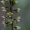 Trumpalapis skiautalūpis - Epipactis purpurata | Fotografijos autorius : Jogaila Mackevičius | © Macrogamta.lt | Šis tinklapis priklauso bendruomenei kuri domisi makro fotografija ir fotografuoja gyvąjį makro pasaulį.