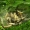 Taškuotoji kandis - Yponomeuta sp., vikšrai | Fotografijos autorius : Algirdas Vilkas | © Macronature.eu | Macro photography web site