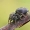 Vaivorykštinis musėgaudis - Evarcha arcuata  | Fotografijos autorius : Gintautas Steiblys | © Macrogamta.lt | Šis tinklapis priklauso bendruomenei kuri domisi makro fotografija ir fotografuoja gyvąjį makro pasaulį.