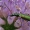 Žaliasis laibavabalis - Chrysanthia geniculata  | Fotografijos autorius : Gintautas Steiblys | © Macronature.eu | Macro photography web site