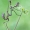 Rytinis šalmuotis - Empusa fasciata, nimfa | Fotografijos autorius : Gintautas Steiblys | © Macronature.eu | Macro photography web site
