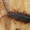 Ąžuolinis plokščiavabalis - Uleiota planata  | Fotografijos autorius : Gintautas Steiblys | © Macronature.eu | Macro photography web site