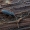 Ąžuolinis plokščiavabalis - Uleiota planata | Fotografijos autorius : Eglė Vičiuvienė | © Macronature.eu | Macro photography web site