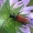 Taiginis žieduolis - Anastrangalia dubia reyi ♀ | Fotografijos autorius : Darius Baužys | © Macronature.eu | Macro photography web site