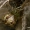 Tamsiakraštis gaubtvis - Phylloneta impressa ♀  | Fotografijos autorius : Gintautas Steiblys | © Macronature.eu | Macro photography web site