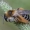 Paprastoji gauruotakojė bitė - Dasypoda hirtipes ♀ | Fotografijos autorius : Žilvinas Pūtys | © Macrogamta.lt | Šis tinklapis priklauso bendruomenei kuri domisi makro fotografija ir fotografuoja gyvąjį makro pasaulį.