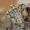 Gelsvasis ankstyvasis sprindžius - Agriopis marginaria ♀ | Fotografijos autorius : Gintautas Steiblys | © Macrogamta.lt | Šis tinklapis priklauso bendruomenei kuri domisi makro fotografija ir fotografuoja gyvąjį makro pasaulį.