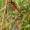 Geltonsparnė skėtė - Sympetrum flaveolum | Fotografijos autorius : Ramunė Činčikienė | © Macrogamta.lt | Šis tinklapis priklauso bendruomenei kuri domisi makro fotografija ir fotografuoja gyvąjį makro pasaulį.