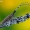 Žalsvasis stagarinukas - Agapanthia villosoviridescens | Fotografijos autorius : Lukas Jonaitis | © Macronature.eu | Macro photography web site