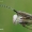 Žalsvasis stagarinukas - Agapanthia villosoviridescens | Fotografijos autorius : Arūnas Eismantas | © Macronature.eu | Macro photography web site