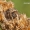 Rudasis rezginuolis - Agalenatea redii | Fotografijos autorius : Darius Baužys | © Macronature.eu | Macro photography web site