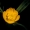 Pelkinis vėdrynas - Ranunculus lingua | Fotografijos autorius : Joana Katina | © Macrogamta.lt | Šis tinklapis priklauso bendruomenei kuri domisi makro fotografija ir fotografuoja gyvąjį makro pasaulį.