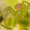 Rudasis lapavoris - Diaea dorsata | Fotografijos autorius : Vilius Grigaliūnas | © Macronature.eu | Macro photography web site