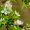 Žalsvasis varinukas - Callophrys rubi | Fotografijos autorius : Gitana Matijošaitienė | © Macronature.eu | Macro photography web site