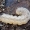 Pilkasis pelėdgalvis - Polia nebulosa, vikšras | Fotografijos autorius : Kazimieras Martinaitis | © Macronature.eu | Macro photography web site