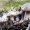 Tikrasis baltikas - Tricholoma columbetta | Fotografijos autorius : Kazimieras Martinaitis | © Macrogamta.lt | Šis tinklapis priklauso bendruomenei kuri domisi makro fotografija ir fotografuoja gyvąjį makro pasaulį.