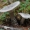 Pilkoji tauriabudė - Clitocybe nebularis | Fotografijos autorius : Gintautas Steiblys | © Macrogamta.lt | Šis tinklapis priklauso bendruomenei kuri domisi makro fotografija ir fotografuoja gyvąjį makro pasaulį.
