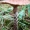Paprastasis kelmutis - Armillaria mellea | Fotografijos autorius : Ramunė Vakarė | © Macrogamta.lt | Šis tinklapis priklauso bendruomenei kuri domisi makro fotografija ir fotografuoja gyvąjį makro pasaulį.