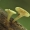 Uknolūnas - Hymenoscyphus sp. | Fotografijos autorius : Vidas Brazauskas | © Macrogamta.lt | Šis tinklapis priklauso bendruomenei kuri domisi makro fotografija ir fotografuoja gyvąjį makro pasaulį.
