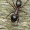 Skruzdėlė - Camponotus herculeanus, sargybinis | Fotografijos autorius : Gintautas Steiblys | © Macronature.eu | Macro photography web site