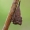 Paprastoji kuprotoji cikada - Centrotus cornutus, nimfa | Fotografijos autorius : Gintautas Steiblys | © Macronature.eu | Macro photography web site