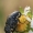 Auksavabalis - Oxythyrea cinctella | Fotografijos autorius : Gintautas Steiblys | © Macrogamta.lt | Šis tinklapis priklauso bendruomenei kuri domisi makro fotografija ir fotografuoja gyvąjį makro pasaulį.