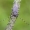 Ilgaūsis pušiagraužis | Timberman beetle | Acanthocinus aedilis | Fotografijos autorius : Darius Baužys | © Macrogamta.lt | Šis tinklapis priklauso bendruomenei kuri domisi makro fotografija ir fotografuoja gyvąjį makro pasaulį.