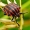 Juostelinė skydblakė - Graphosoma italicum | Fotografijos autorius : Romas Ferenca | © Macronature.eu | Macro photography web site