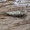 Šoklusis pirmažandis - Lepismachilis notata | Fotografijos autorius : Kazimieras Martinaitis | © Macronature.eu | Macro photography web site
