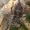 Didysis pušinukas - Dendryphantes hastatus  | Fotografijos autorius : Gintautas Steiblys | © Macrogamta.lt | Šis tinklapis priklauso bendruomenei kuri domisi makro fotografija ir fotografuoja gyvąjį makro pasaulį.