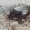 Variaspalvis juodvabalis - Scaphidema metallicum | Fotografijos autorius : Vidas Brazauskas | © Macrogamta.lt | Šis tinklapis priklauso bendruomenei kuri domisi makro fotografija ir fotografuoja gyvąjį makro pasaulį.