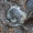 Juros periodo fosilija - pečiakojis (Brachiopoda) | Fotografijos autorius : Gintautas Steiblys | © Macrogamta.lt | Šis tinklapis priklauso bendruomenei kuri domisi makro fotografija ir fotografuoja gyvąjį makro pasaulį.